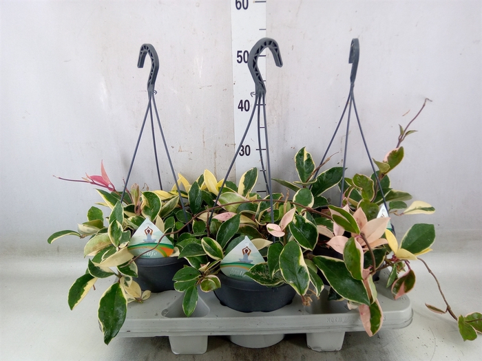 <h4>Hoya carnosa 'Krimson Queen'</h4>