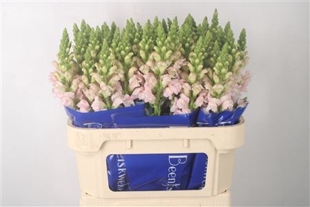 <h4>Antirrhinum Nl. Costa Silver Pale Pink</h4>