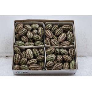 Sier Cucumis Maryline X4 Holl