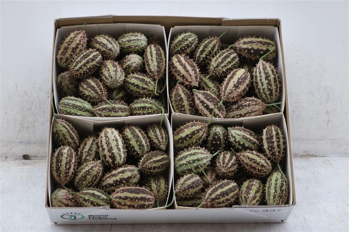 <h4>Sier Cucumis Maryline X4 Holl</h4>