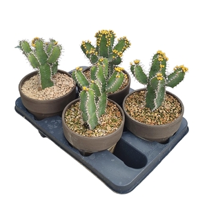 EUPHORBIA POLYACANTHA IN TERRACOTTA POT Ø 15 - TRAY 4 PCS (CACTUS)