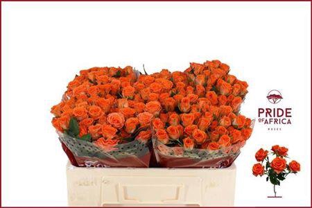 <h4>R Tr Picanto</h4>