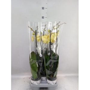 Phalaenopsis   ...mix