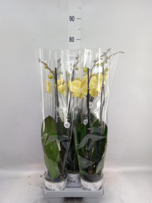 <h4>Phalaenopsis   ...mix</h4>