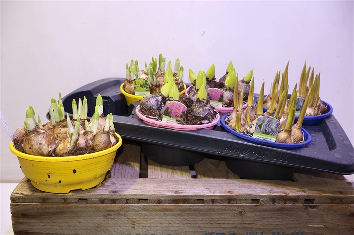 <h4>Bolbloemen Gem</h4>