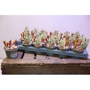 arr8 Muscar White Spear