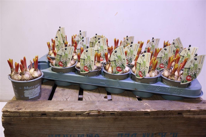 <h4>arr8 Muscar White Spear</h4>