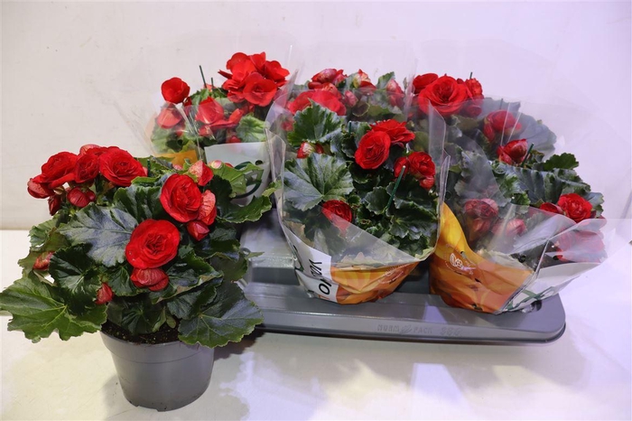 <h4>arr8 Beg Du Baladin</h4>