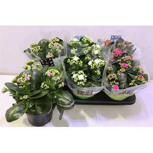 arr8 Kal Ge Gem 4 Kl