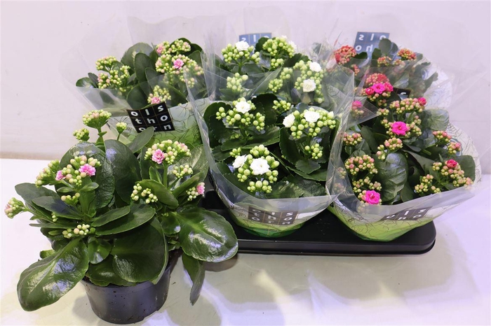 <h4>arr8 Kal Ge Gem 4 Kl</h4>