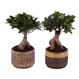 Ficus m. Ginseng Ball Shape Ø15cm in Ø17cm Ceramic PL568