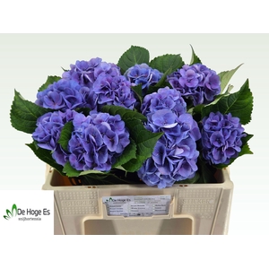 HYDR M ROYAL LOVE B