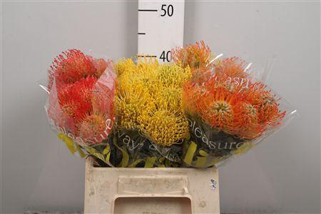 <h4>Leuco Mix 3 Kleur</h4>