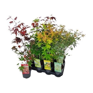 Acer Palmatum Mix