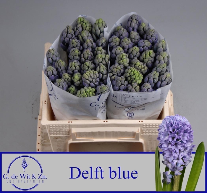 <h4>Hyac Delft Blue</h4>