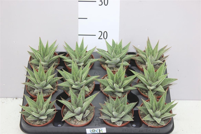 <h4>Haworthia Spider White</h4>