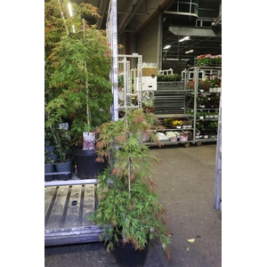 arr8 Acer Orangeola