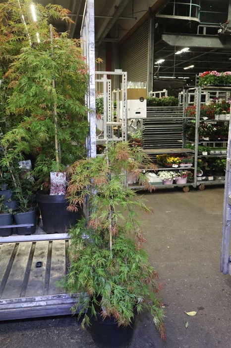 Acer Orangeola