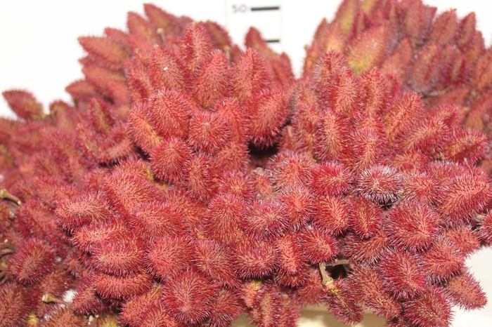 <h4>FOLHAGEM URUCUM</h4>