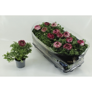 RANUN SPRINK VIO BIC