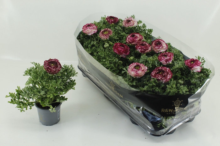 <h4>RANUN SPRINK VIO BIC</h4>