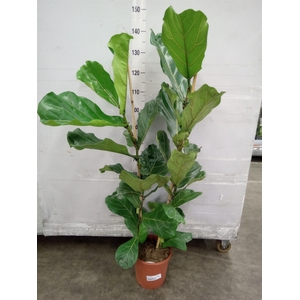 Ficus lyrata