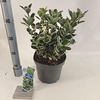 Euonymus japonicus Kathy