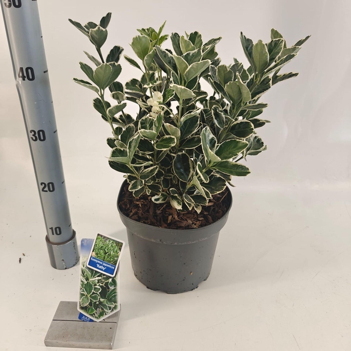 <h4>Euonymus japonicus Kathy</h4>