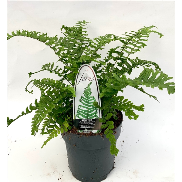 <h4>Dryopteris aff. 'Cristata the King' ES15 1,7l</h4>