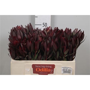 Leucadendron Safari Sunset