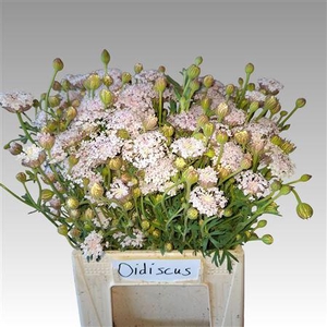 DIDISCUS PINK