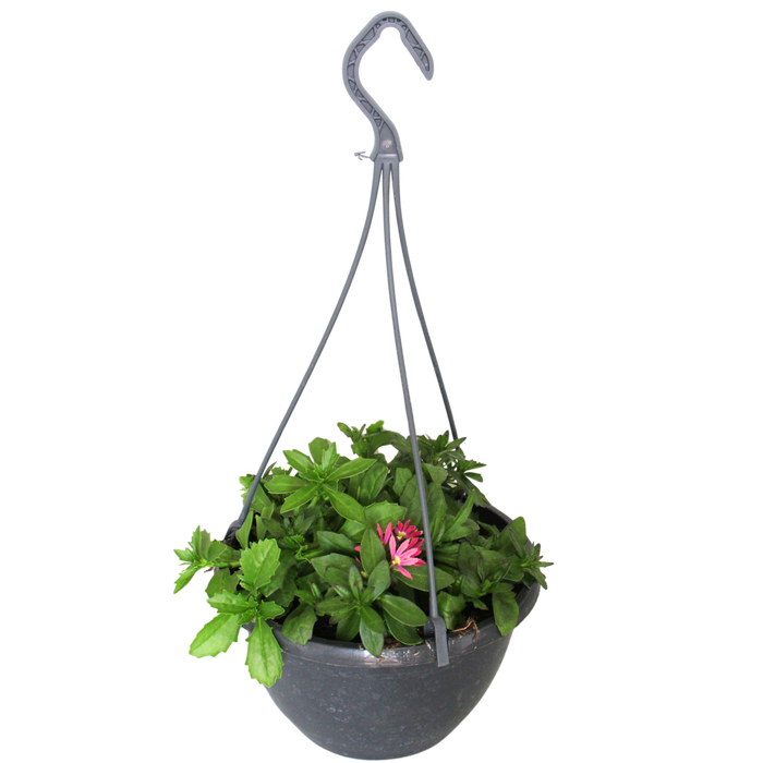 <h4>Hangpotten 23 cm Scaevola Trio</h4>