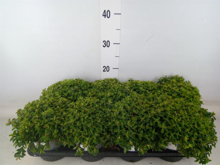 <h4>Origanum vulgare</h4>