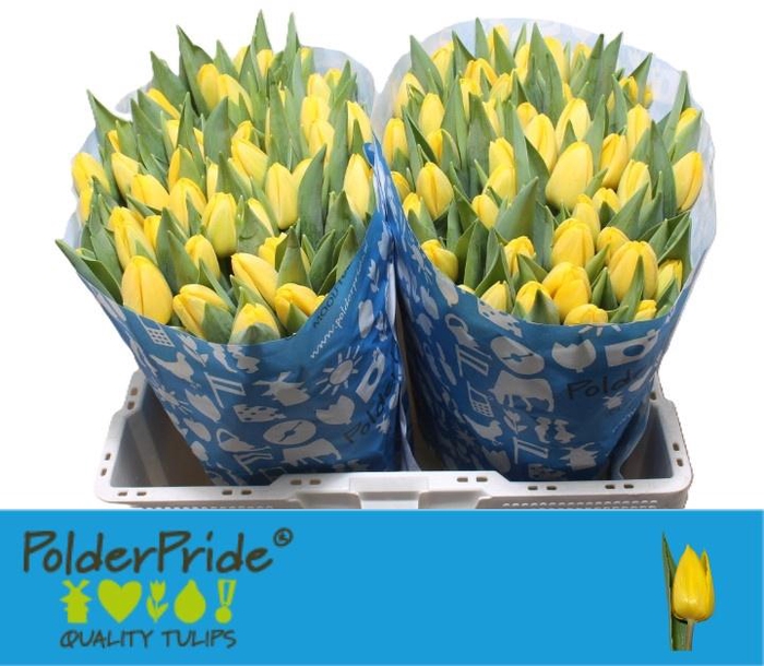 <h4>TU EN NOVI SUN</h4>