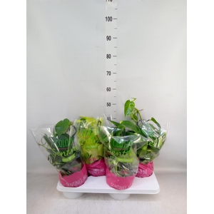 Epipremnum pinn.   HG  ...mix