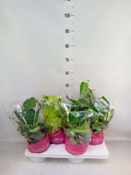 <h4>Epipremnum pinn. HG ...mix</h4>