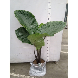 Alocasia   ...