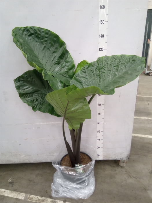 <h4>Alocasia   ...</h4>