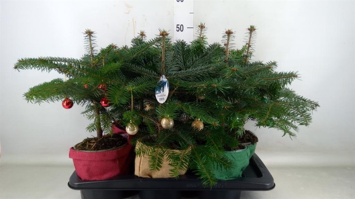 <h4>Abies nordman.</h4>