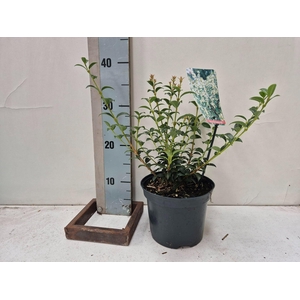 Osmanthus burkwoodii