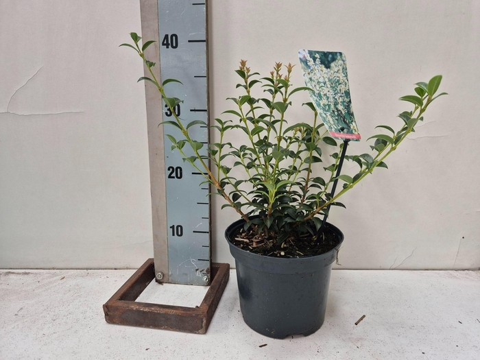 <h4>Osmanthus burkwoodii</h4>