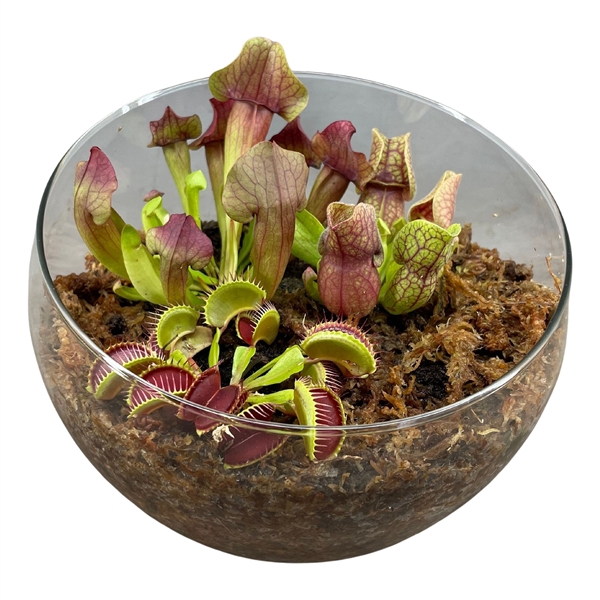 <h4>Vleesetende planten in bolvormige glasschaal XL</h4>