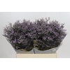 Limonium ov Piuma Sky