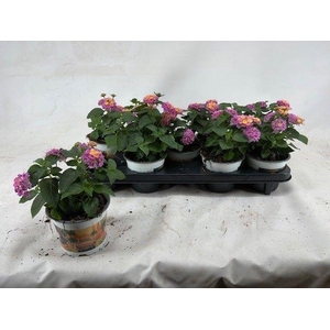 Lantana Havana Roze