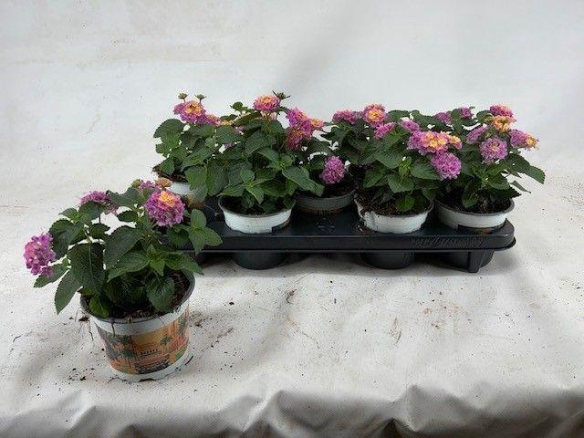 <h4>Lantana Havana Roze</h4>