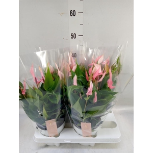 Anthurium andr. 'Lilli'