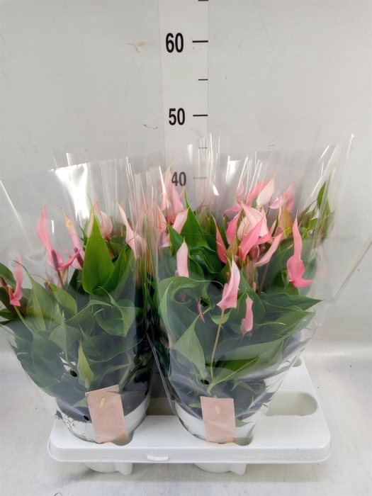 <h4>Anthurium andr. 'Lilli'</h4>