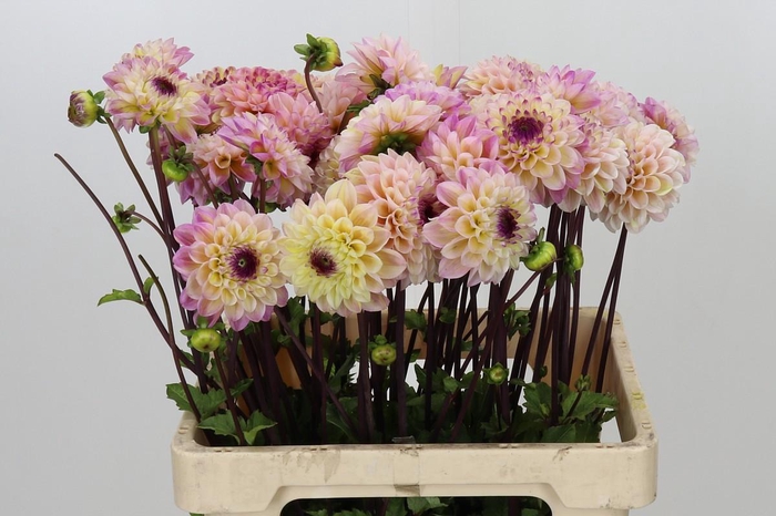 <h4>Dahlia Wine Eyed Jill</h4>