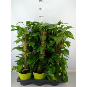 Epipremnum pinn.   ...moss stick