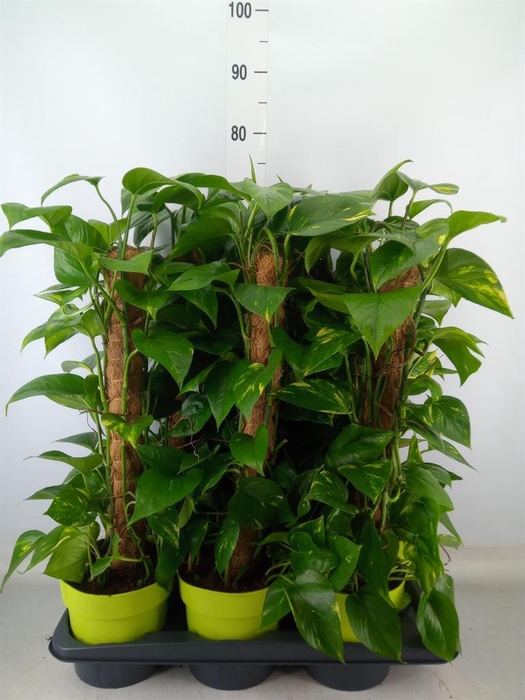 <h4>Epipremnum pinn.   ...moss stick</h4>